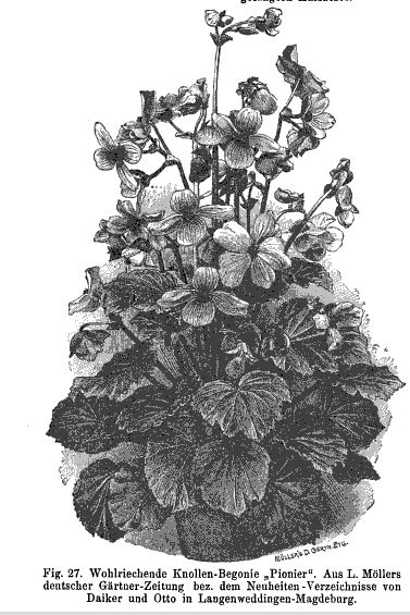 B. ‘Pioneer’